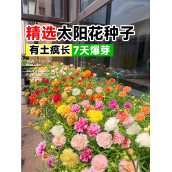 【四季開花】重瓣混色太陽花種子遇土就活發芽率高花開爆滿盆