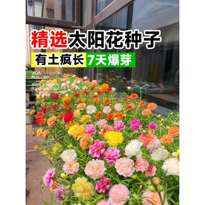 【四季開花】重瓣混色太陽花種子遇土就活發芽率高花開爆滿盆