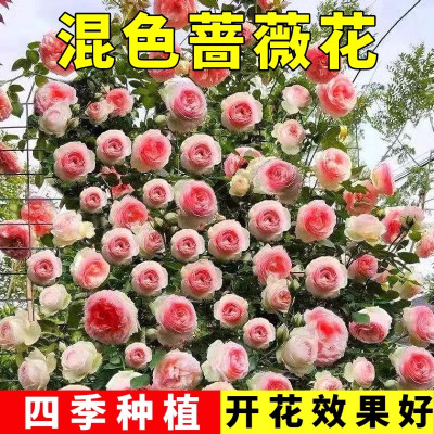 混色爬藤薔薇月季花，花色多樣，讓你家中一年四季有花賞AZ