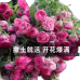 混色爬藤薔薇月季花，花色多樣，讓你家中一年四季有花賞AZ